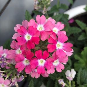 Meet your Posher, Fatima